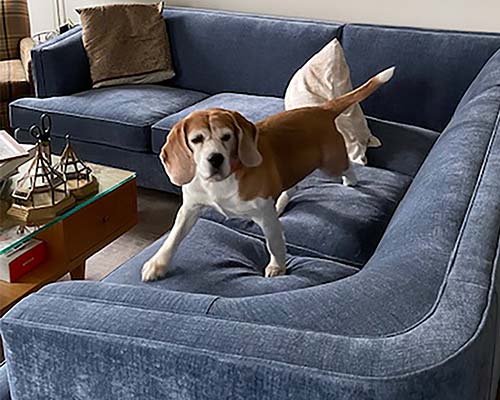 Customer image: Olympia sectional in Jay performance chenille