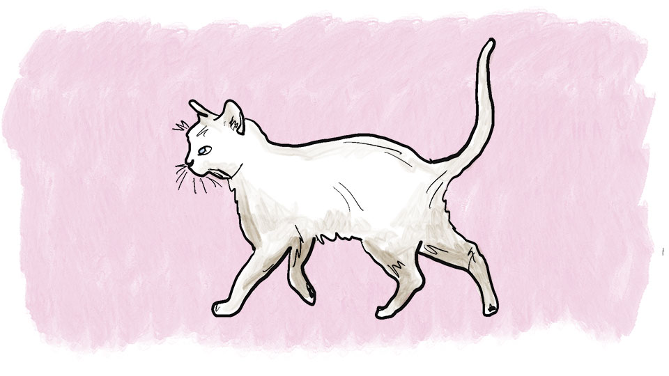 What's the best type of fabric for my sofa if I have a cat?